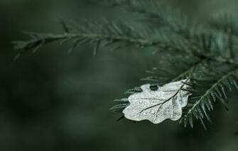 Phone Screensavers And Wallpaper Macro