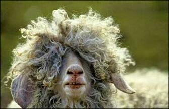 Funny Animal Videos Wild Animals
