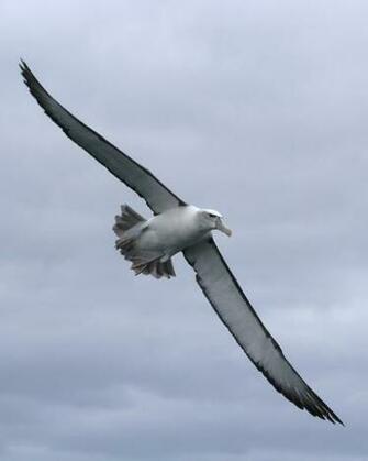 All Types Of Birds Image Albatross HD Wallpaper And Background