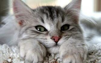 Sleepy Kitten Wallpaper