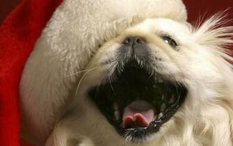 The Cat Christmas Puppies HD Wallpaper