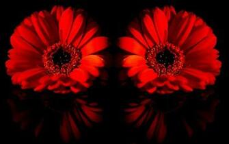 Gerbera Daisies Wallpaper
