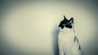 Cute Black And White Cat Channel Cover