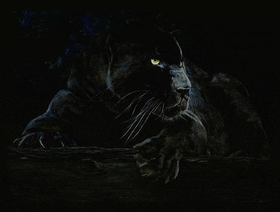 Panther Graphics And Animated Gifs