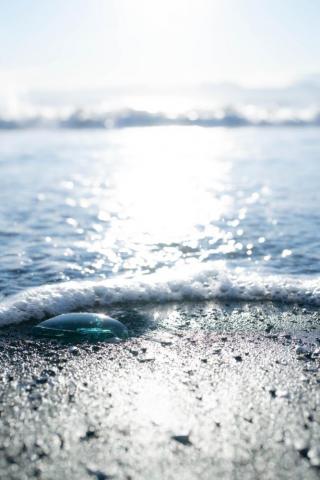 Sea Glass Pictures Image