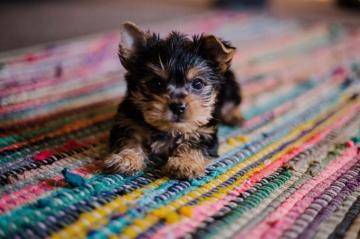 Puppy Wallpaper HD Hq