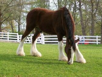 Budweiser Horse HD Wallpaper Animals