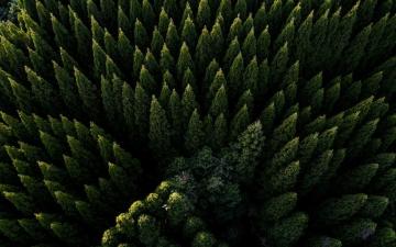 Aerial Green Nature Trees Forest Wallpaper HD Desktop