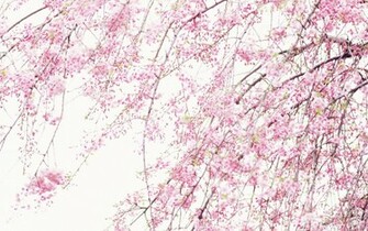 Nature Pink Wallpaper Sakura