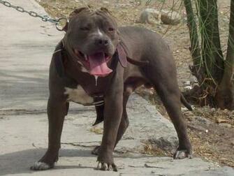 Fun Animals News American Pitbull Wallpaper