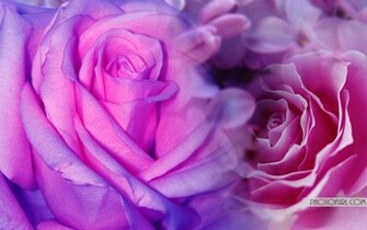 Green And Purple Flower Wallpaper Background