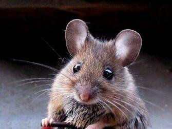 Mouse Wallpaper And Background Animals Town