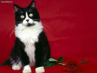 Animals Valentines Wish Picture Nr