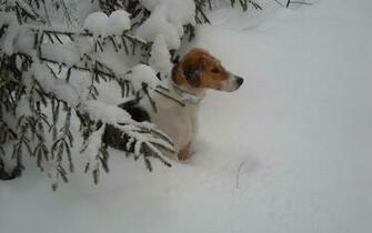 Winter Season Snow Animals Dogs Pets Wallpaper