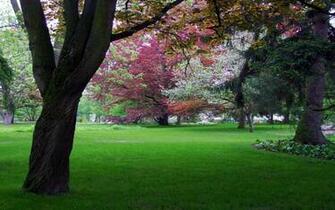 Dream Spring In The Park Wallpaper HD