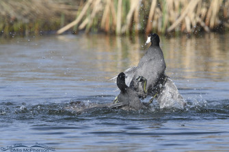 American Coots Fighting Pond Pugilists On The Wing Photography