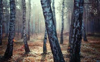 Funmozar Birch Tree Wallpaper