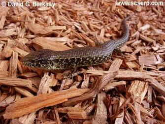 National Geographics World Most Populars Alligator Lizard