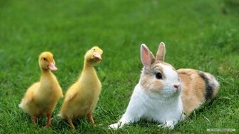 Wallpaper Animal Rabbit