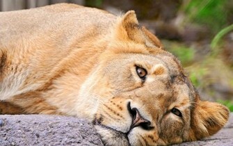Lioness Wallpaper
