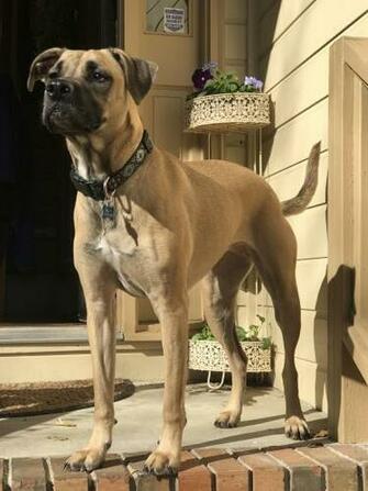 Bailey Is More Photogenic Than Most People Dogpictures Dogs