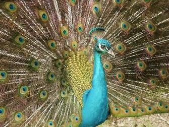 Peacock Wallpaper HD