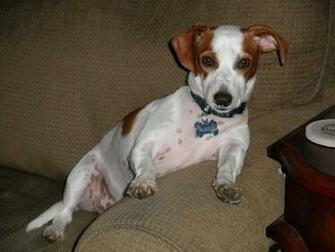 Dachshund Jack Russell Mix Animals Wallpaper
