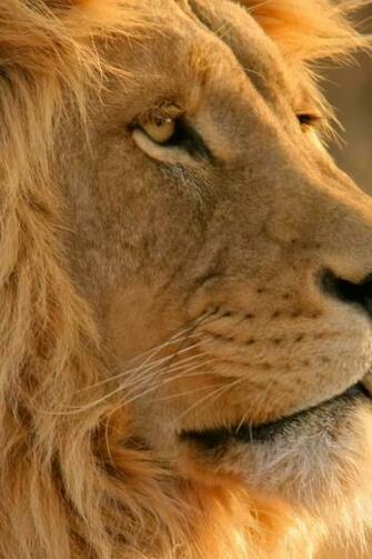 Mac Os X Lion iPhone Wallpaper