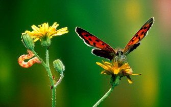 Insects Wallpaper HD