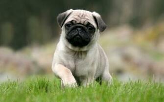 Pug Puppy Wallpaper Desktop Walljpeg
