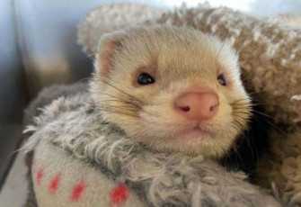 Adorable Ferret Exploring His New Environment
