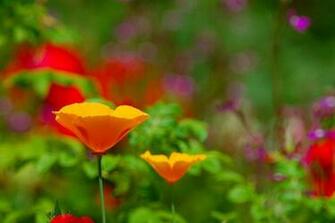 Very Nice Wonderfull Yellow Flower High Resolution Pictures