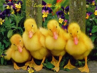 Easter Bunny Wallpaper