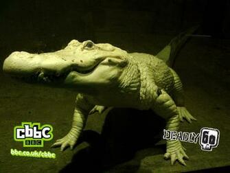 Alligators Have Been Around For Million Years So A Bit Longer On