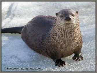 River Otter Kootenay Nature Photos