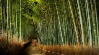 Sagano Bamboo Forest At Arashiyama Kyoto Amusing Planet