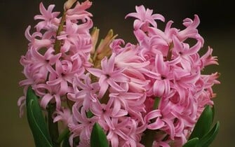 Hyacinth Wallpaper