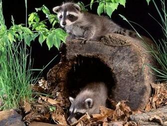 Babies Screensaver Screensavers Raccoon