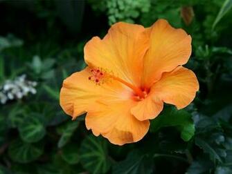 Beautiful Kinds Of Flowers To Brighten Up Your Sunroom