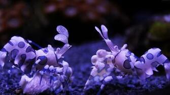 4k Wallpaper Harlequin Shrimp Seattle Aquarium Usa Underwater