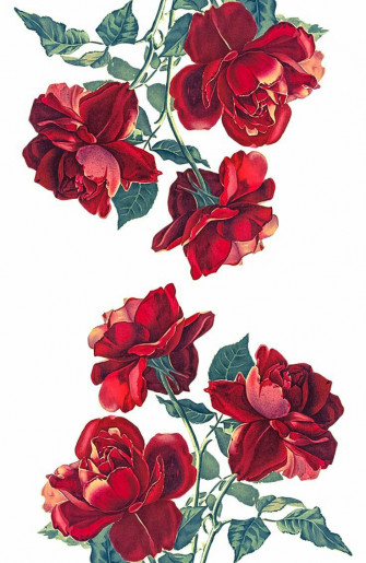 Roses Flowers Art Nature February Drawing Rose Illustration