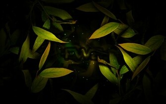Virtual Leaves Wallpaper And Image Pictures Photos