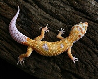 Leopard Gecko Wallpaper Aptor Enigma