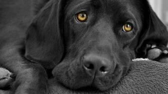 Black Labrador Wallpaper
