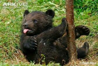 Black Bear HD Wallpaper