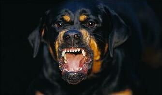 Big Rottweiler Attack Dog