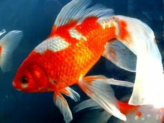 Gold Fish Wallpaper