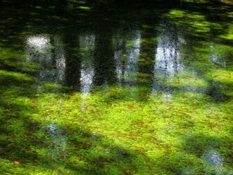 Pond Wallpaper