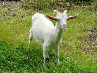 Desktop Wallpaper Animals Background Sheep Desktopdress