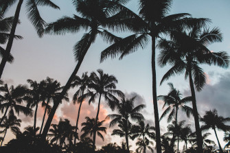 Coconut Tree Wallpaper